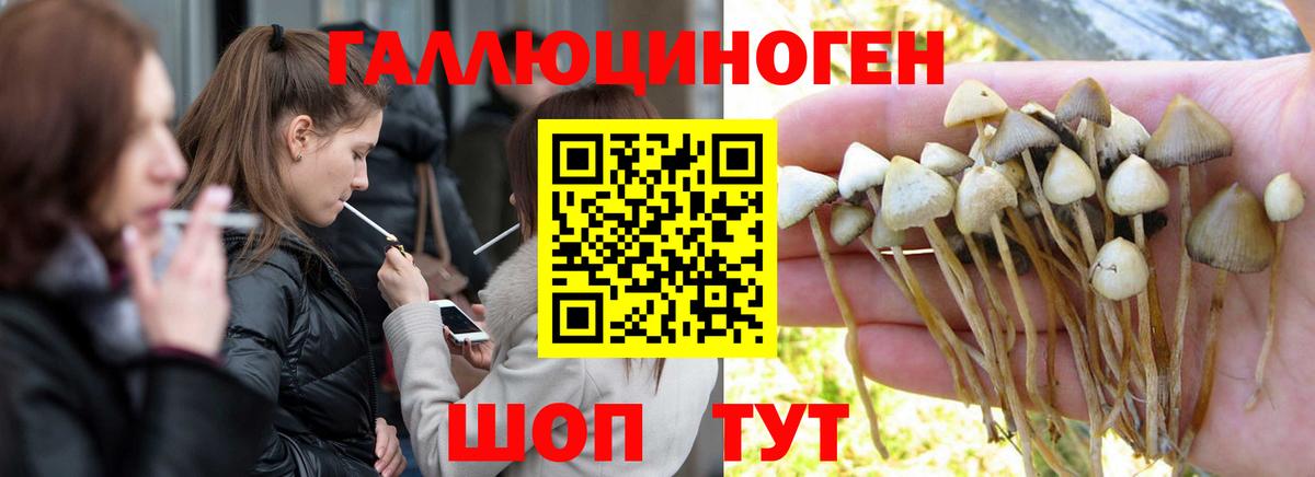 Псилоцибиновые грибы Psilocybe Воткинск